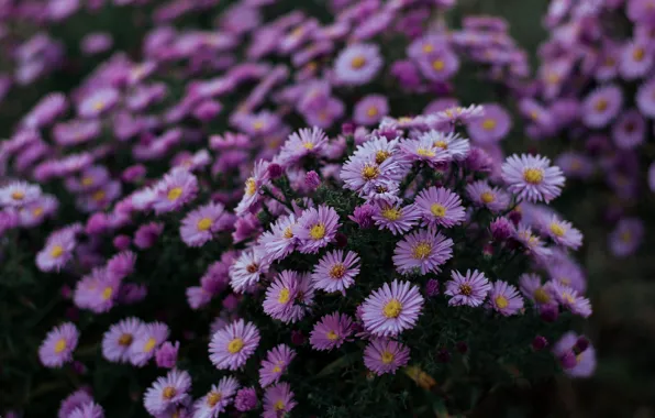 Picture leaves, flowers, the dark background, blur, garden, flowerbed, the bushes, a lot