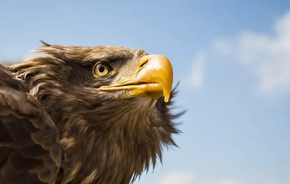 Bird, Tawny Eagle, Awaiting Command