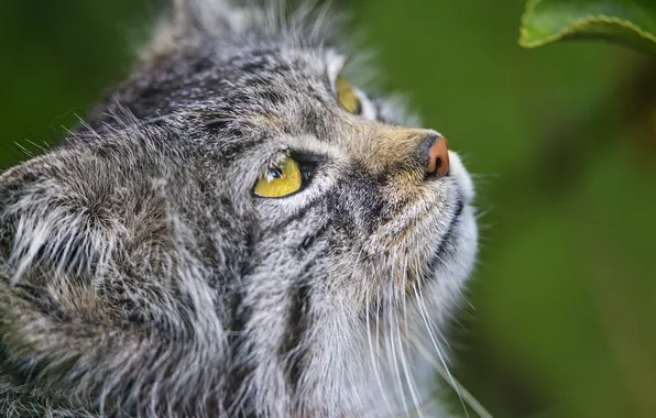 Cat, look, face, manul, ©Tambako The Jaguar