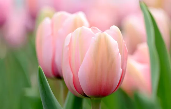 Macro, flowers, spring, Tulips, pink, bokeh