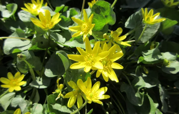 April, spring 2018, yellow flowers, meduzanol ©