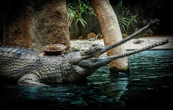 Trees, turtle, teeth, crocodile, mouth, pond, water turtle
