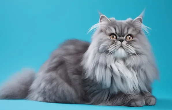 Cat, cat, look, pose, grey, fluffy, lies, face
