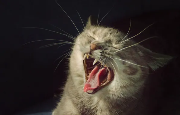 Picture language, cat, mouth, fangs, black background, yawns, he closed his eyes