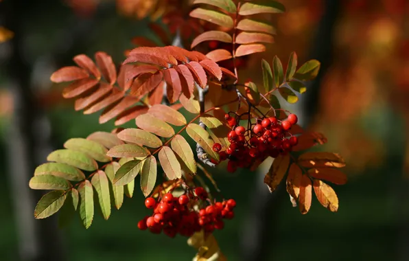 Autumn, leaves, macro, beauty, Russia, Rowan, etude