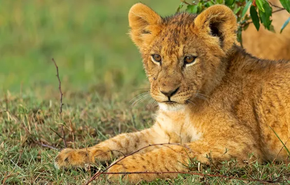 Grass, face, portrait, baby, lies, lion, lion