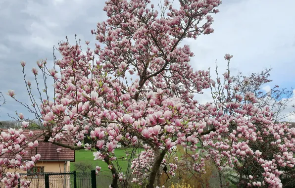 Picture trees, flowering, Magnolia