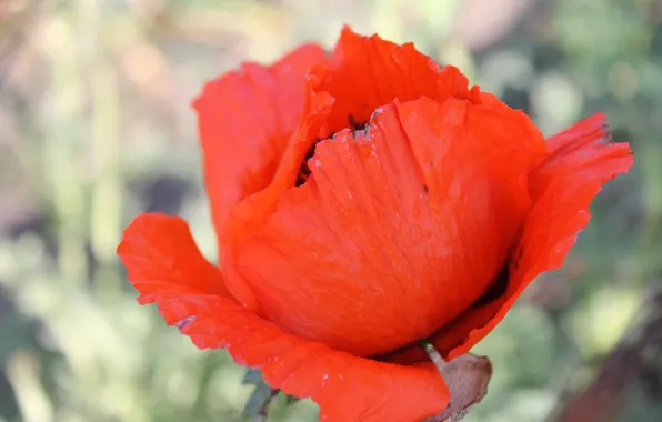 Flower, red, Mac