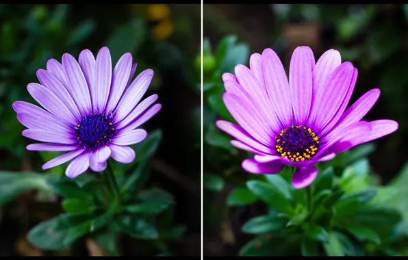 Flowers, green, plant, Osteospermum, Osteospermum