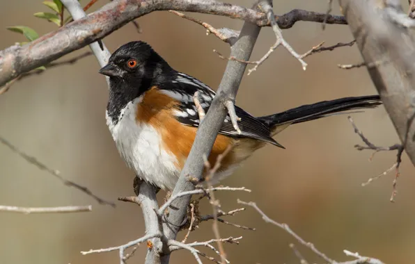 Picture branches, bird, tail, spotted towy