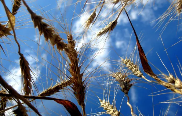 The sky, Field, Wheat