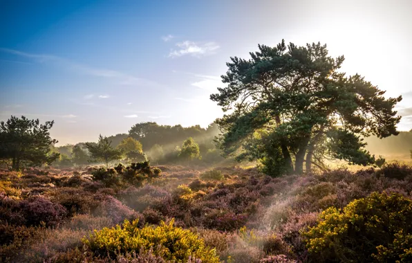 Picture the sky, grass, the sun, clouds, light, trees, nature, UK