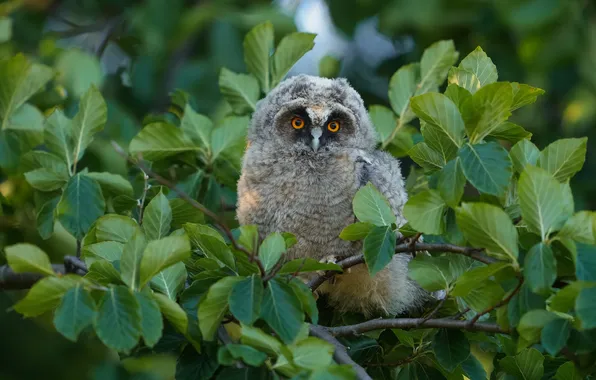 Greens, look, branches, tree, owl, bird, foliage, grey
