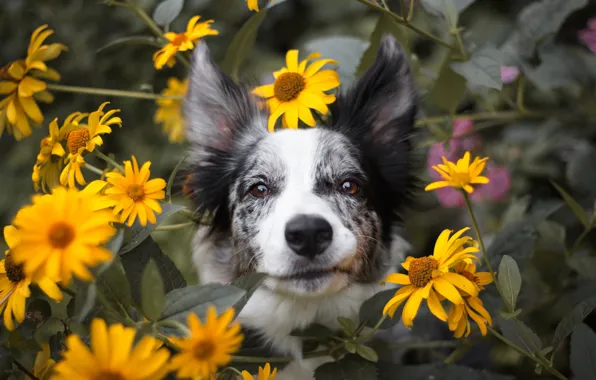 Summer, look, face, flowers, nature, background, portrait, dog