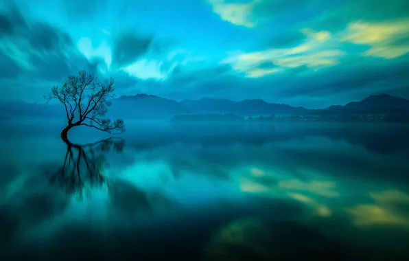 Lake, tree, New Zealand, Wanaka