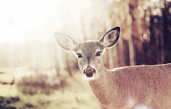 Animals, deer, mom, wild, female, the fawn was, Bambi, females