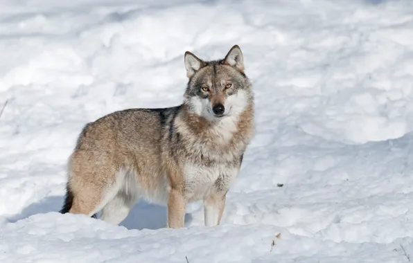 Picture winter, look, face, snow, nature, grey, wolf, the snow