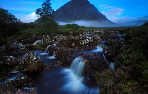 Picture grass, tree, Mountain