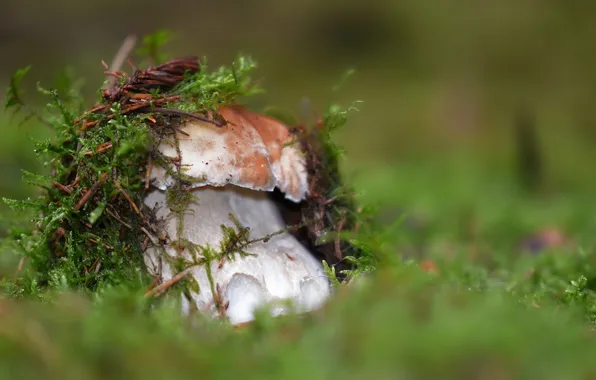 Macro, nature, mushrooms