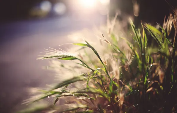 The sun, macro, rays, rye