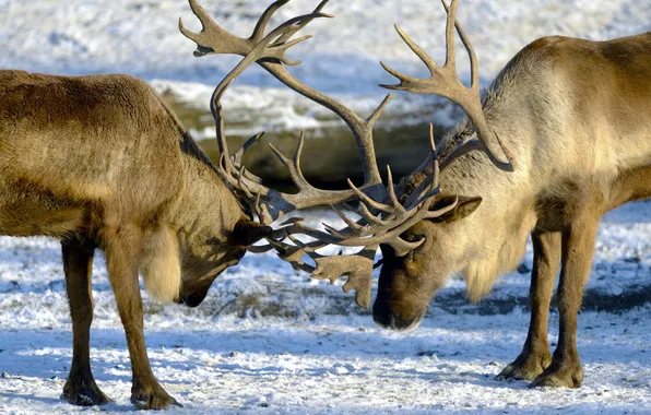 Winter, nature, deer