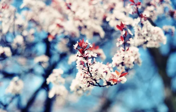 Leaves, branches, nature, cherry, photo, tree, Wallpaper, spring
