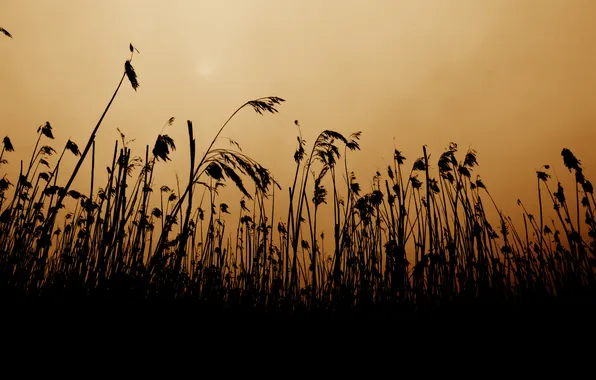 Picture grass, the sun, stems, silhouette