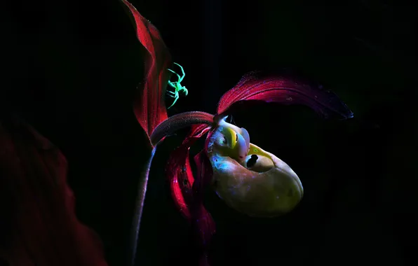 Flowers, Beauty, Flora, The Venus Slipper, Darina Sobol, Night Orchids
