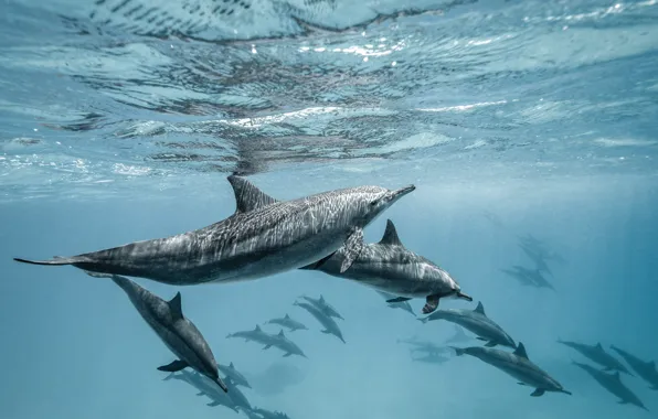 Sea, wave, water, light, glare, pack, dolphins, underwater world