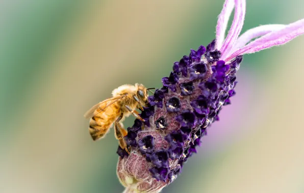 Flower, bee, background, a blade of grass, Fleur Walton