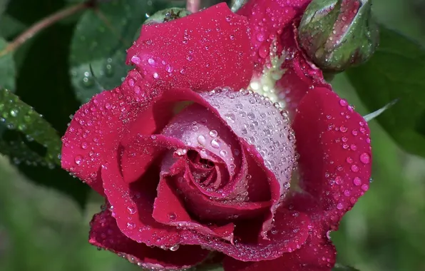 Picture flower, drops, Rosa, rose