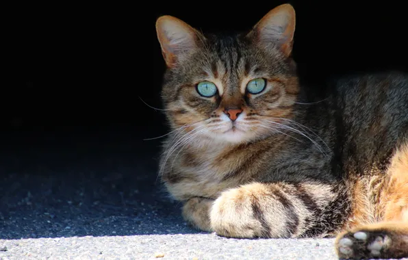 Cat, cat, look, face, light, the dark background, grey, background
