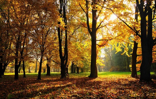 Autumn, forest, grass, trees, Park, foliage