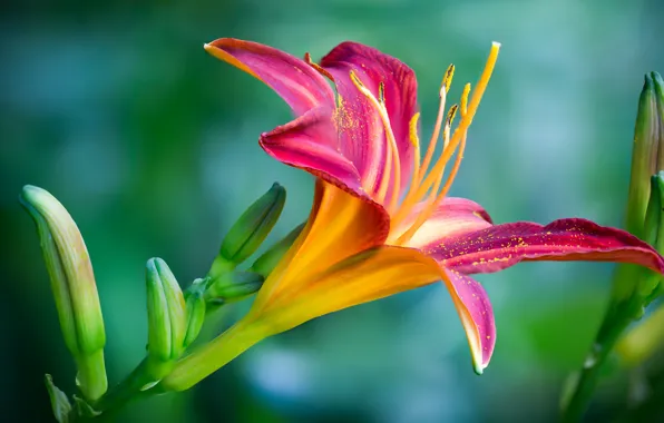 Flower, macro, pink, Lily, daylilies