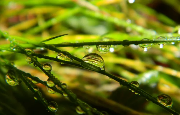 Picture greens, drops, macro, green, Leaves, leaves, macro, drops