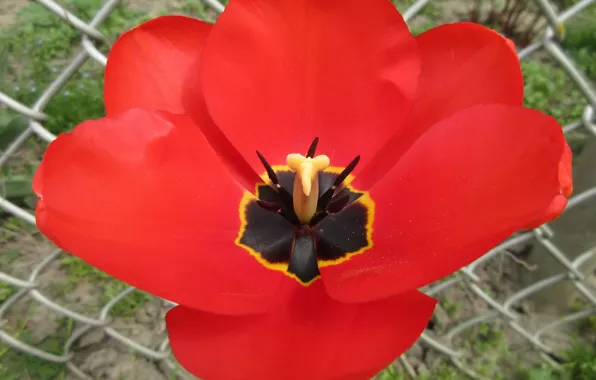 Red, Tulip, April, spring 2018, Meduzanol ©