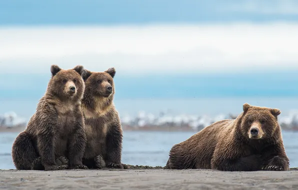 Pose, shore, bear, bears, bears, pond, bear, mother