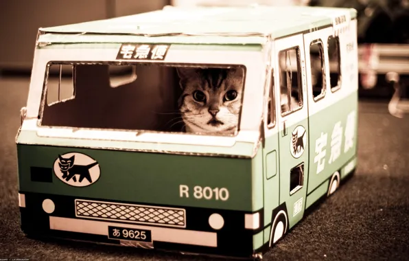 Cat, Nekobasu, cat bus