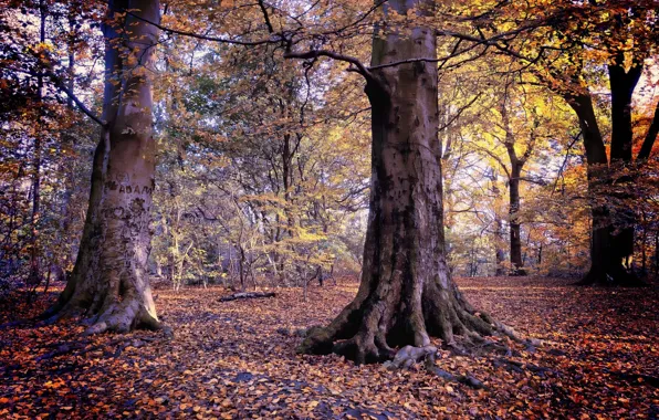 Autumn, leaves, nature