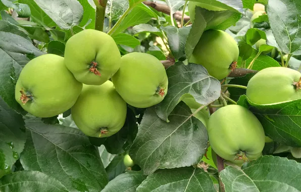 Green leaves, Ranetki, apples