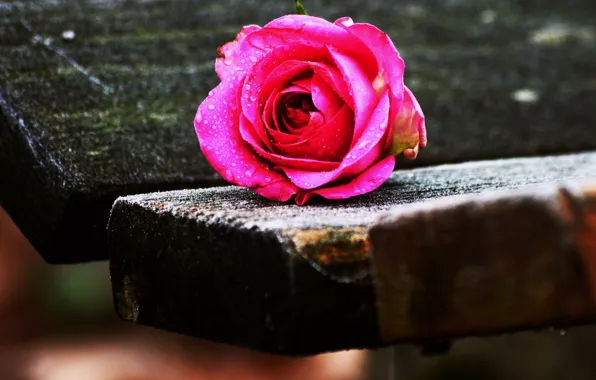 Rose, wood, drops, bench