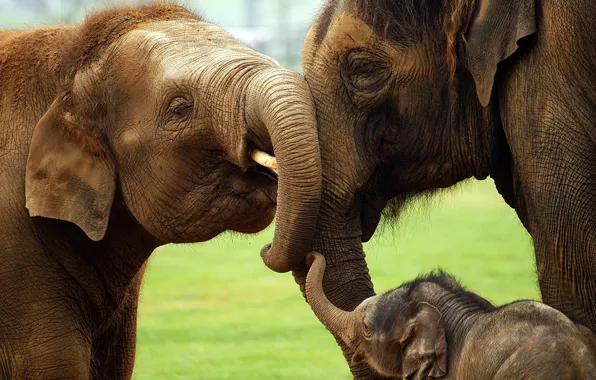 Picture nature, elephant, family