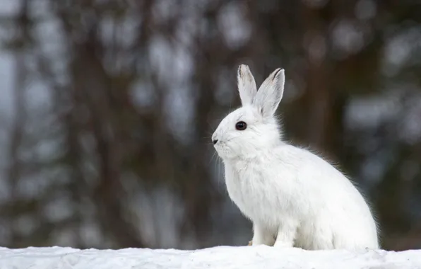 Picture winter, white, snow, background, hare, blur