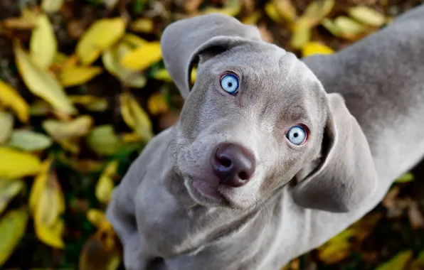Picture eyes, look, foliage, dog, blue, looks, weimaraner