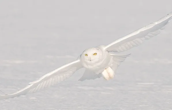 Snow, owl, flight, polar