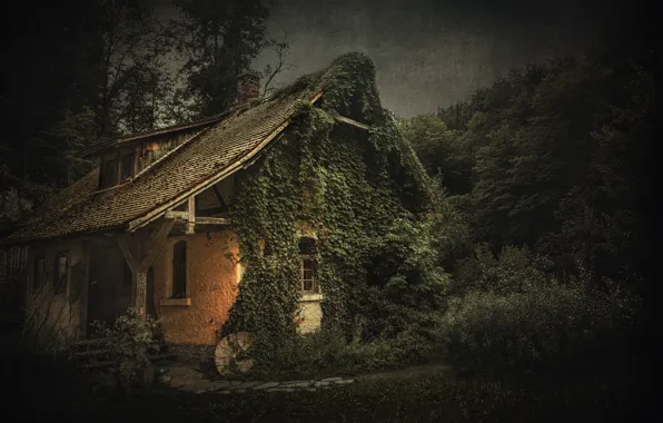 Nature, twilight, old house, ivy