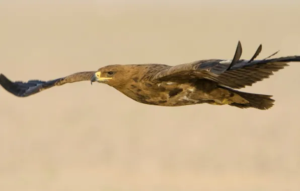 Flight, bird, wings, predator, stroke, Steppe eagle