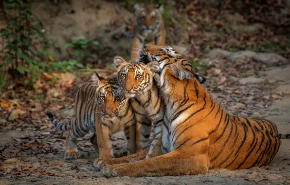 Leaves, nature, tiger, pose, lies, kids, tigers, tigress