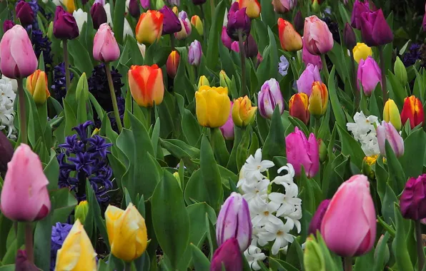 Picture tulips, buds, colorful, hyacinths