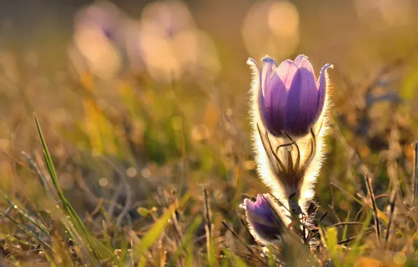 Flower, spring, cross